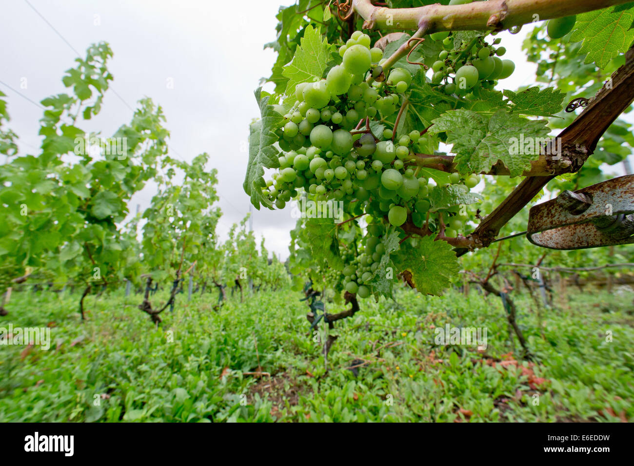 Rottendorf, Germania. Il 30 luglio, 2014. Una vista sulla crescente vitigni in un vigneto, istituito nel 1901, Rottendorf, Germania, 30 luglio 2014. Secondo esperto Vitivinicola Josef Engelhart antichi vitigni che possono ancora essere trovati tra i vecchi vigneti dove i viticoltori hanno rifiutato di seguire la tendenza a purificare i vitigni. Foto: Daniel Karmann/dpa/Alamy Live News Foto Stock
