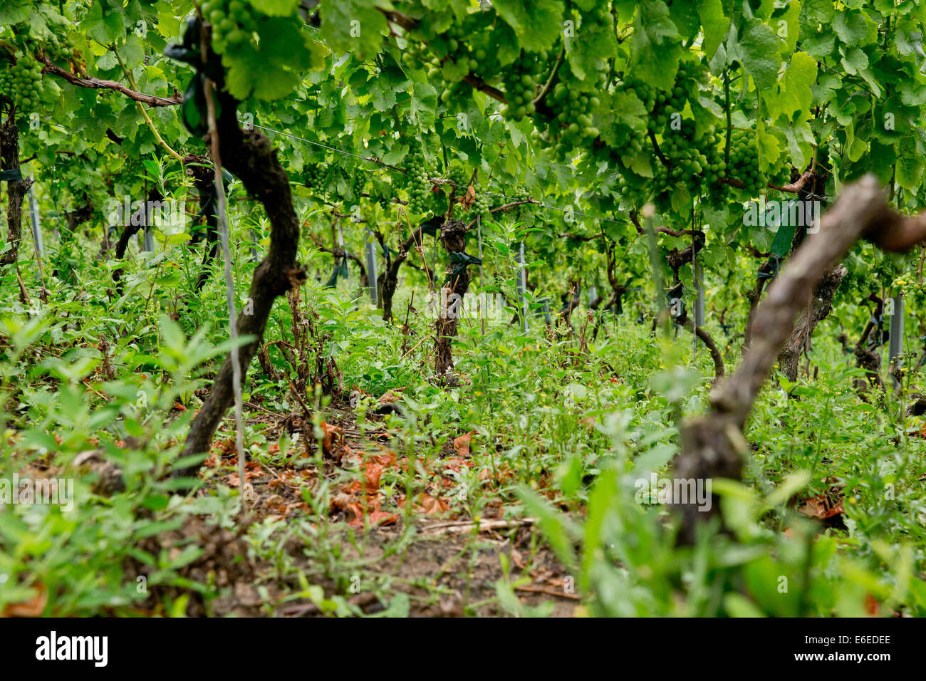 Veitshoechheim, Germania. Il 30 luglio, 2014. Una vista sulla crescente vitigni in un vigneto, istituito nel 1901, in Veitshoechheim, Germania, 30 luglio 2014. Secondo esperto Vitivinicola Josef Engelhart antichi vitigni che possono ancora essere trovati tra i vecchi vigneti dove i viticoltori hanno rifiutato di seguire la tendenza a purificare i vitigni. Foto: Daniel Karmann/dpa/Alamy Live News Foto Stock