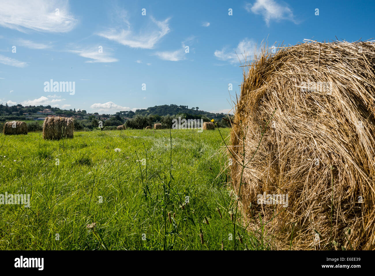 Balle di fieno in un campo verde nella campagna roma italia Foto Stock