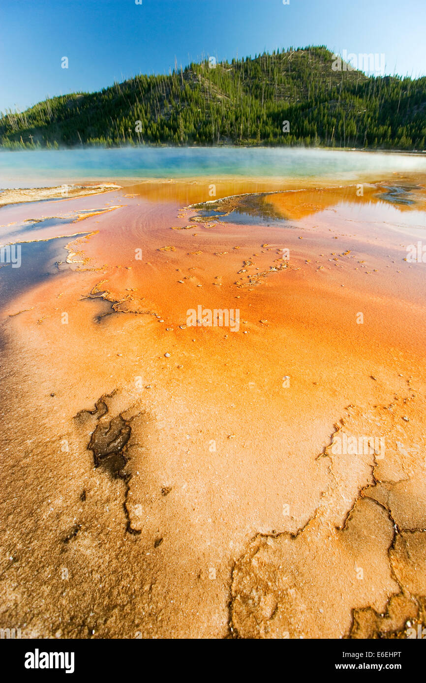 Molla geotermica Yellowstone National Park, STATI UNITI D'AMERICA Foto Stock