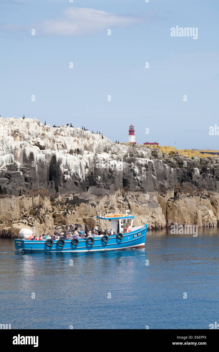 Faro sull isola di fiocco e scogliere rocciose con uccelli di mare prelevata dal mare, con Billy Shiel giorno di viaggio barca in primo piano Foto Stock