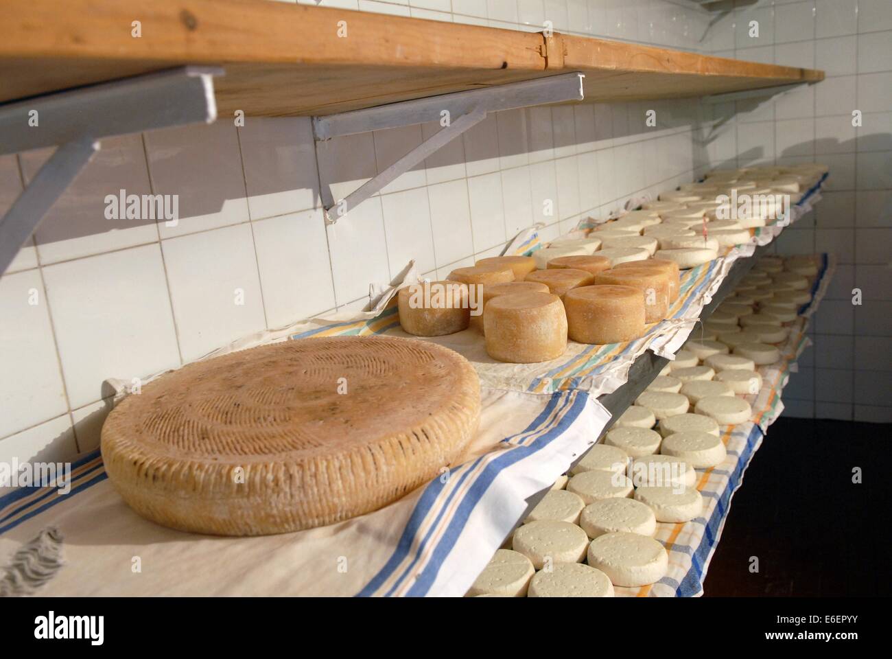 Agriturismo Cascina Raflazz in Paroldo (Cuneo), elaborazione di Toma tipico  formaggio di pecora Foto stock - Alamy
