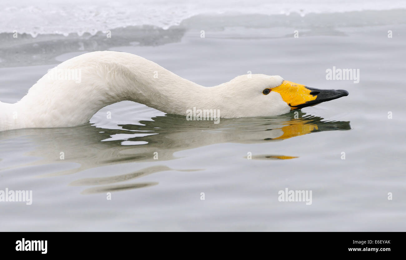 Un Whooper Swan agendo come un serpente mettendo il suo lungo collo piatto sull'acqua. Foto Stock