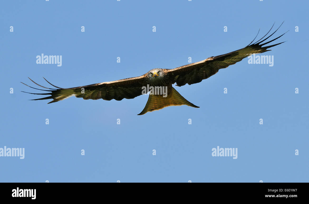 Meraviglioso aquilone rosso e un cielo blu chiaro. Shot prese a Gigrin Farm il Nibbio stazione di alimentazione vicino Rhayader in Galles. Foto Stock