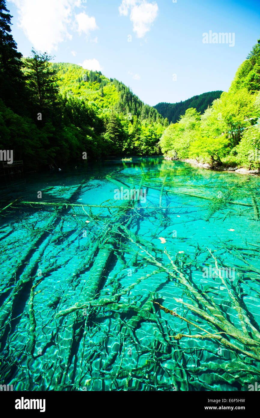 Juizhaigou lago con la foresta sommersa. Foto Stock