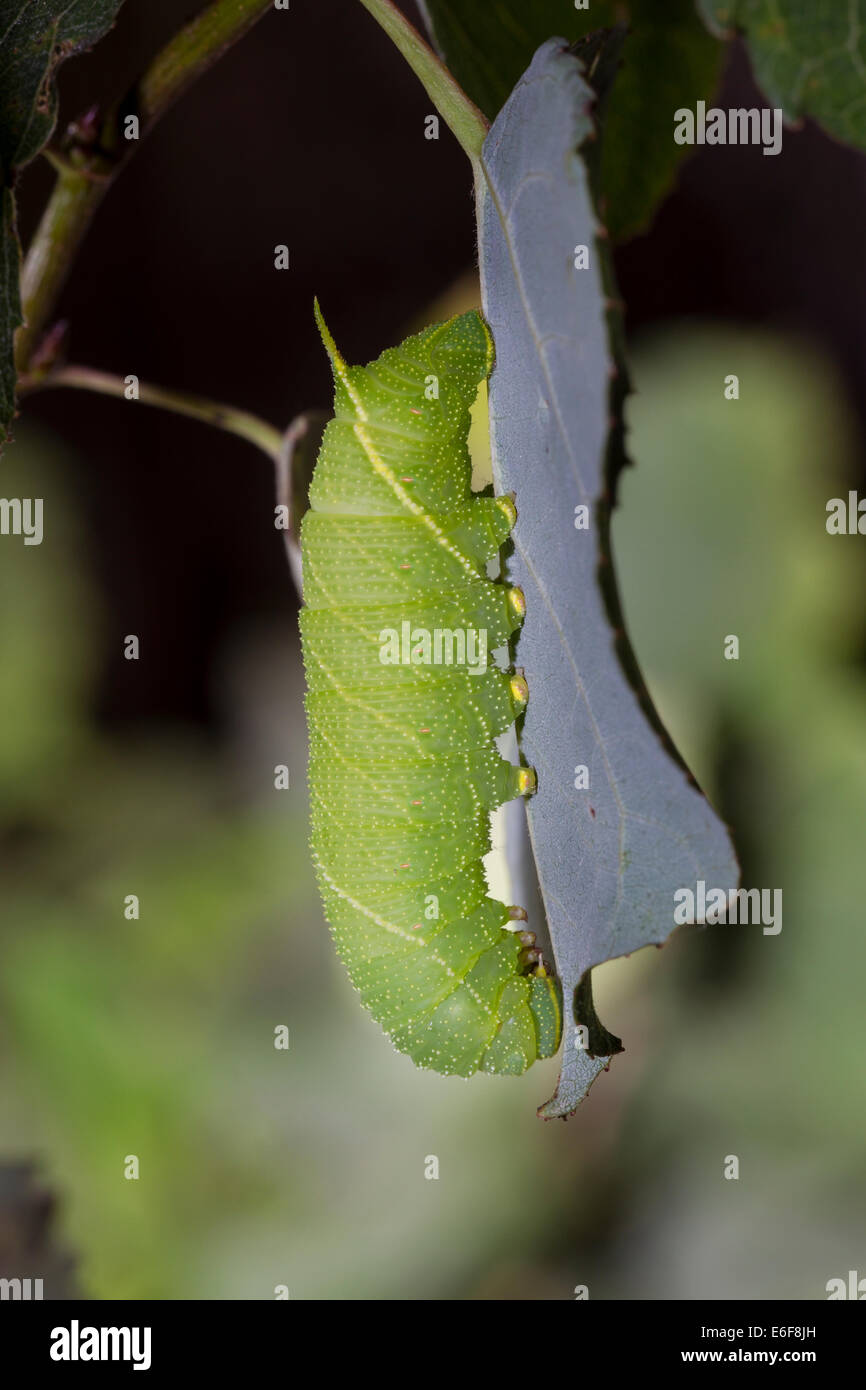 Laothoe populi Pappelschwaermer Poplar Hawk-moth Foto Stock