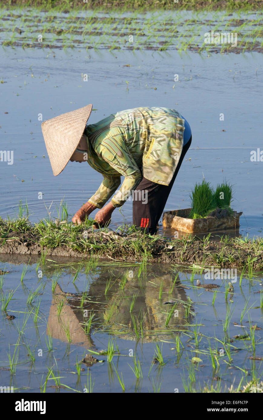 Donna di piantare il riso Pererenan Bali Indonesia Foto Stock