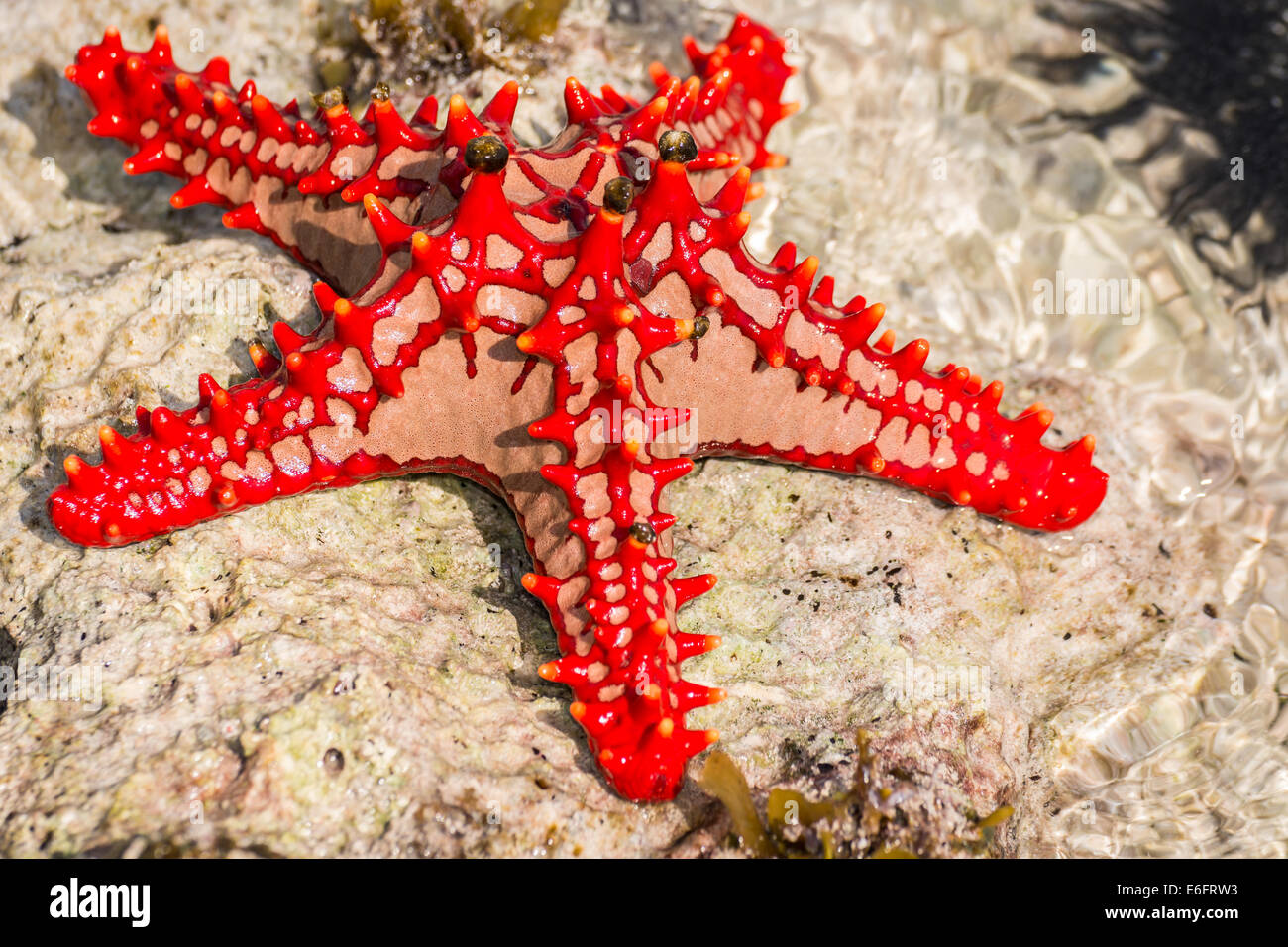 Una meravigliosa stella di mare a Zanzibar,l'Oceano Indiano. Foto Stock