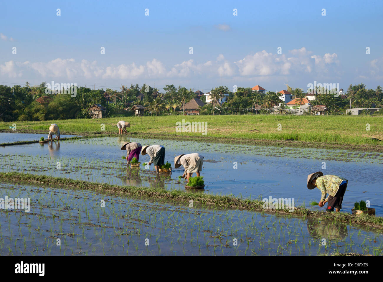 Le donne di piantare il riso Pererenan Bali Indonesia Foto Stock