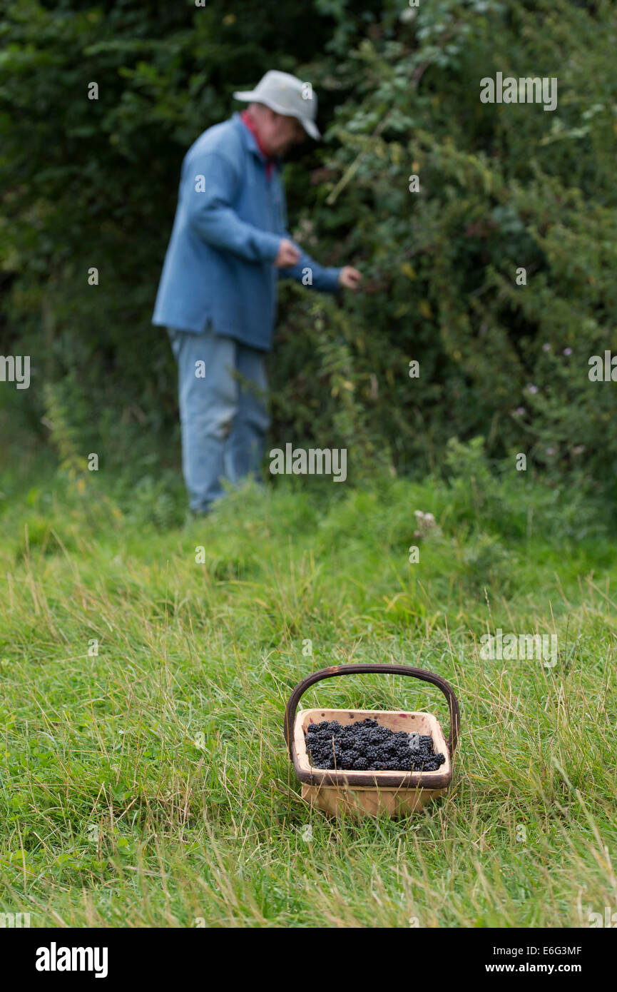 Man Picking more in un cestello nella campagna inglese Foto Stock