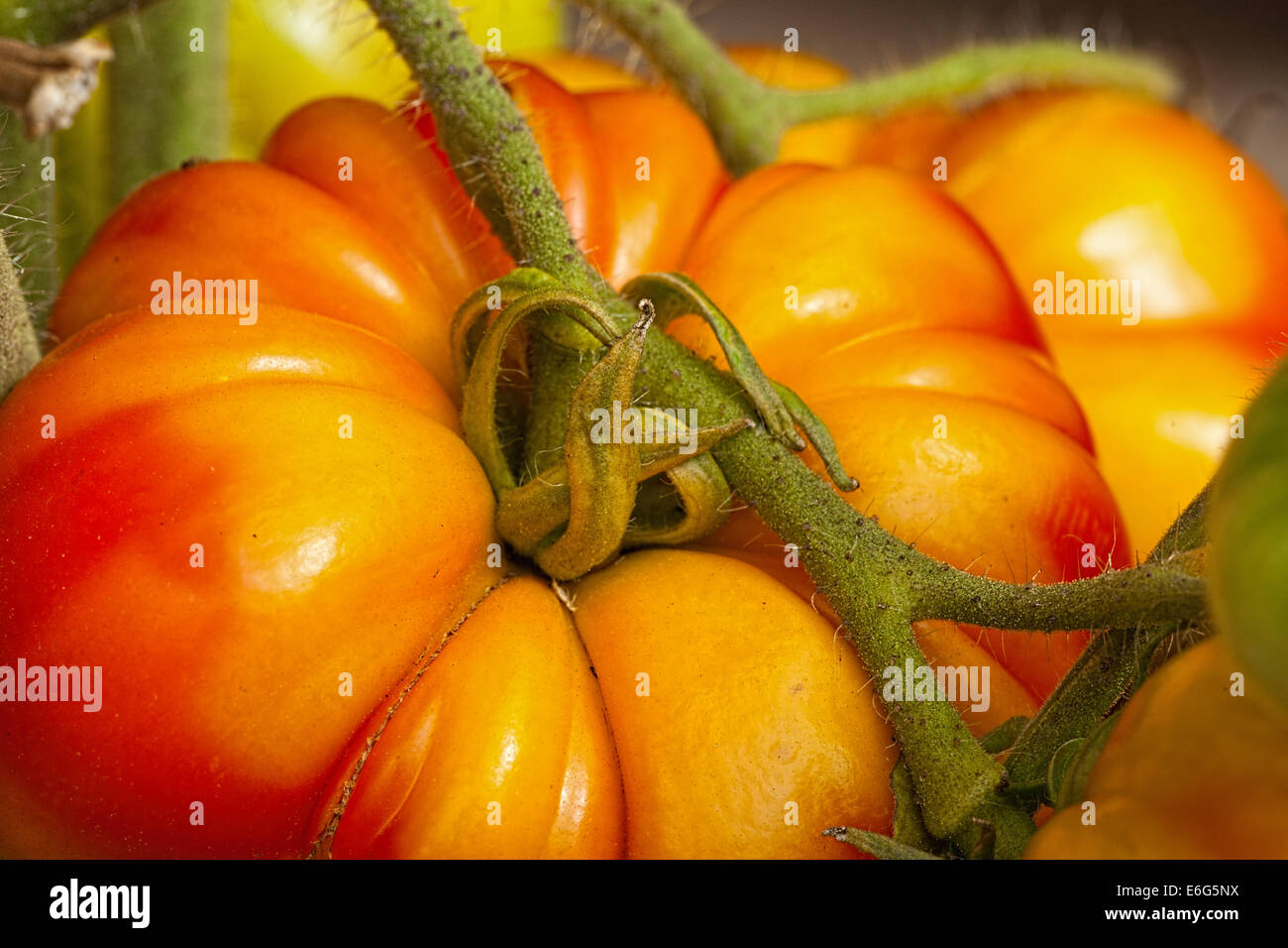 Close-up di grande bistecca di manzo pomodori nel giardino di casa Foto Stock