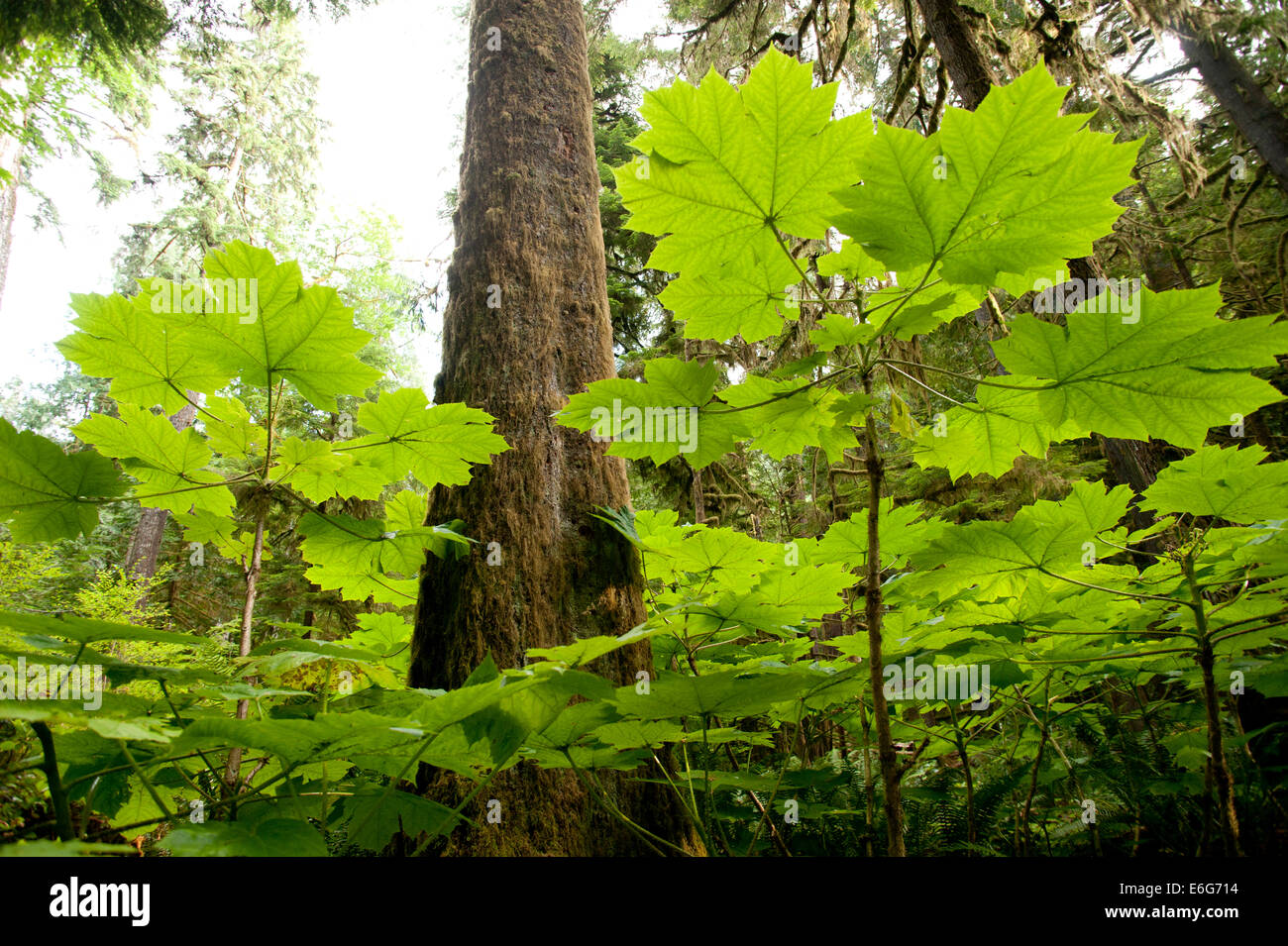 Hoh Rainforest foglie e coperte di muschio alberi, Penisola Olimpica, nello stato di Washington, USA. Foto Stock