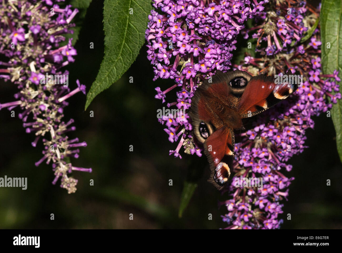 Un Europeo farfalla pavone, Aglais io, su un Buddleia flower. Foto Stock