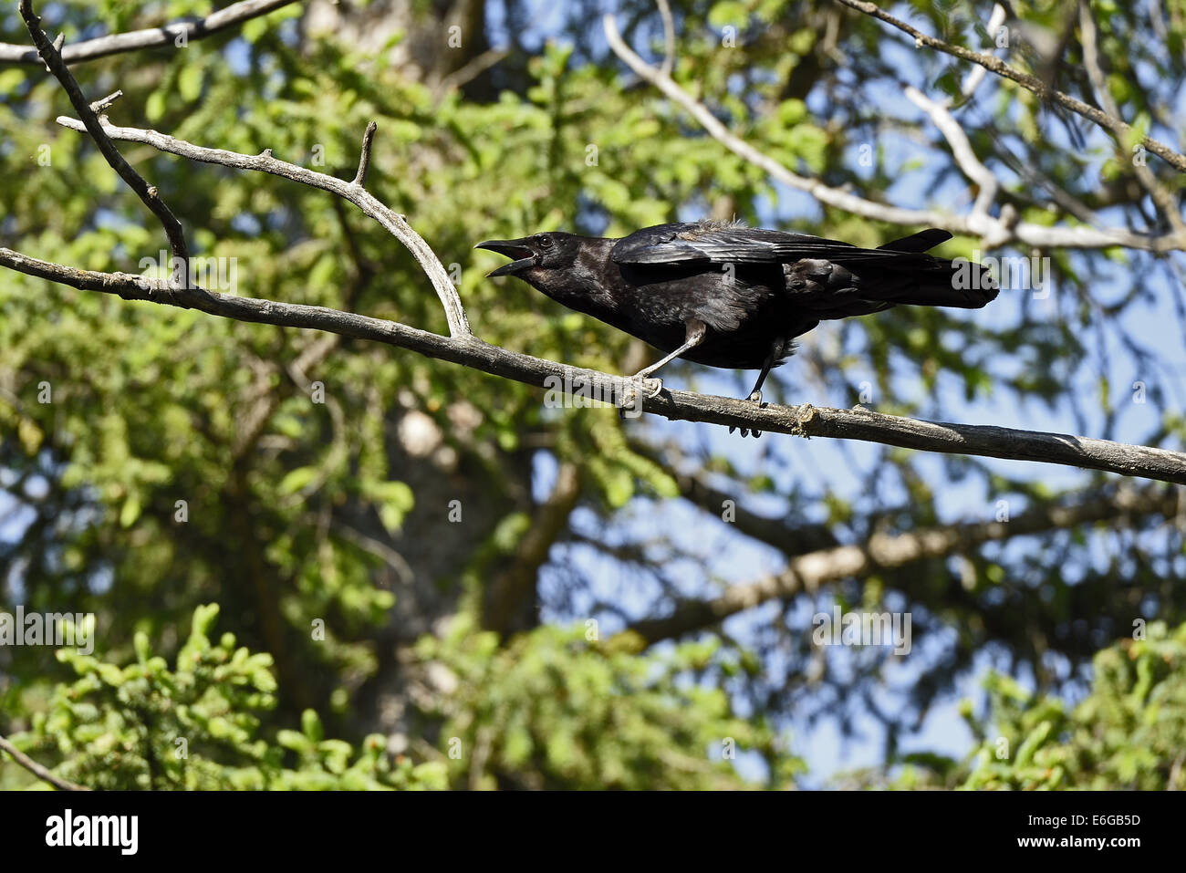 Un corvo nero Corvini Corvus, appollaiato in un albero chiamando per altri crows Foto Stock