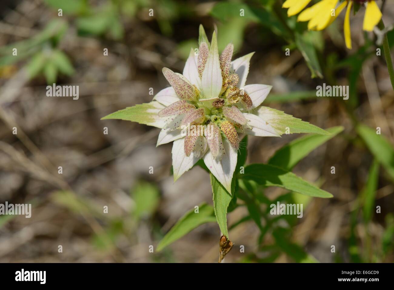 Beebalm macchiato Foto Stock