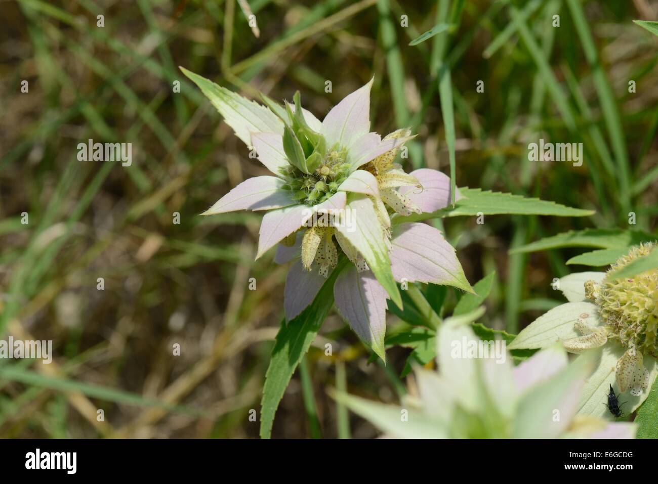 Beebalm macchiato Foto Stock