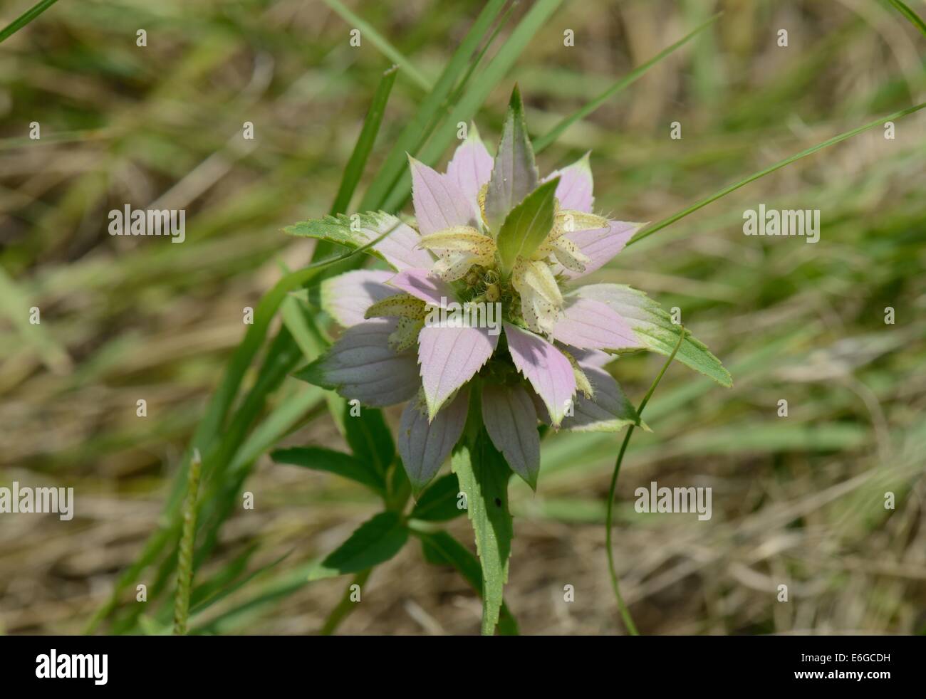 Beebalm macchiato Foto Stock