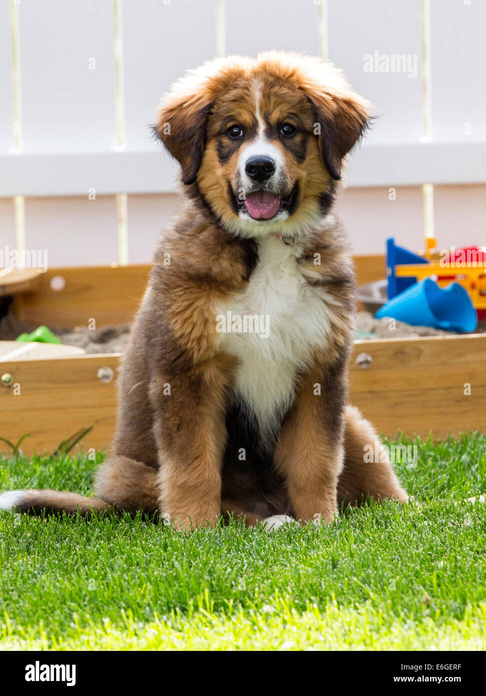 Dodici settimane vecchio Bovaro del Bernese, grande Pirenei, mescolare la razza, cucciolo in esecuzione sull'erba Foto Stock