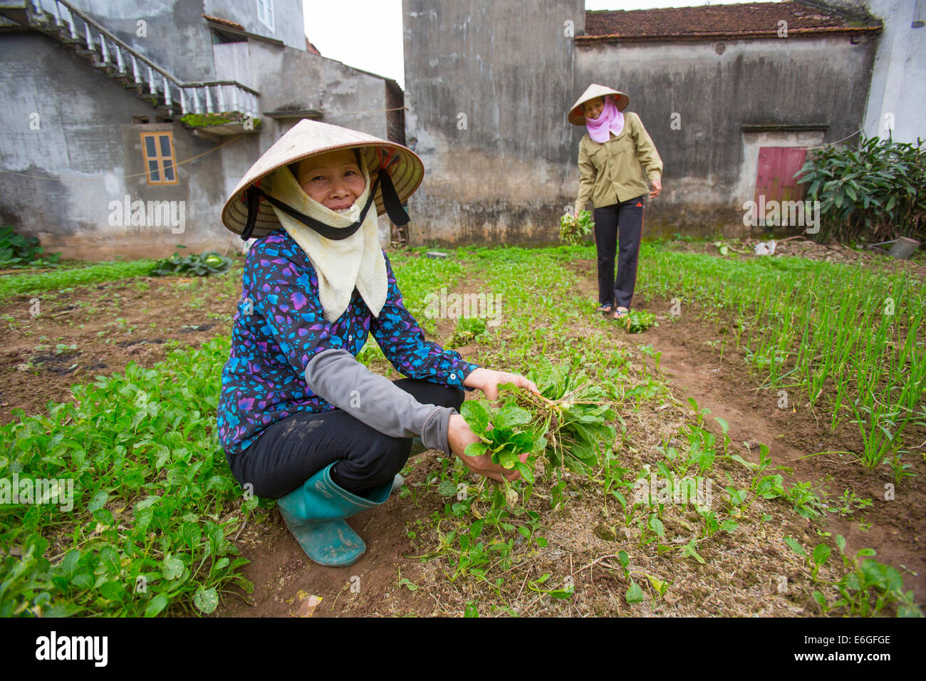 Gli agricoltori vietnamita in lunghi Khe village, Hanoi Foto Stock