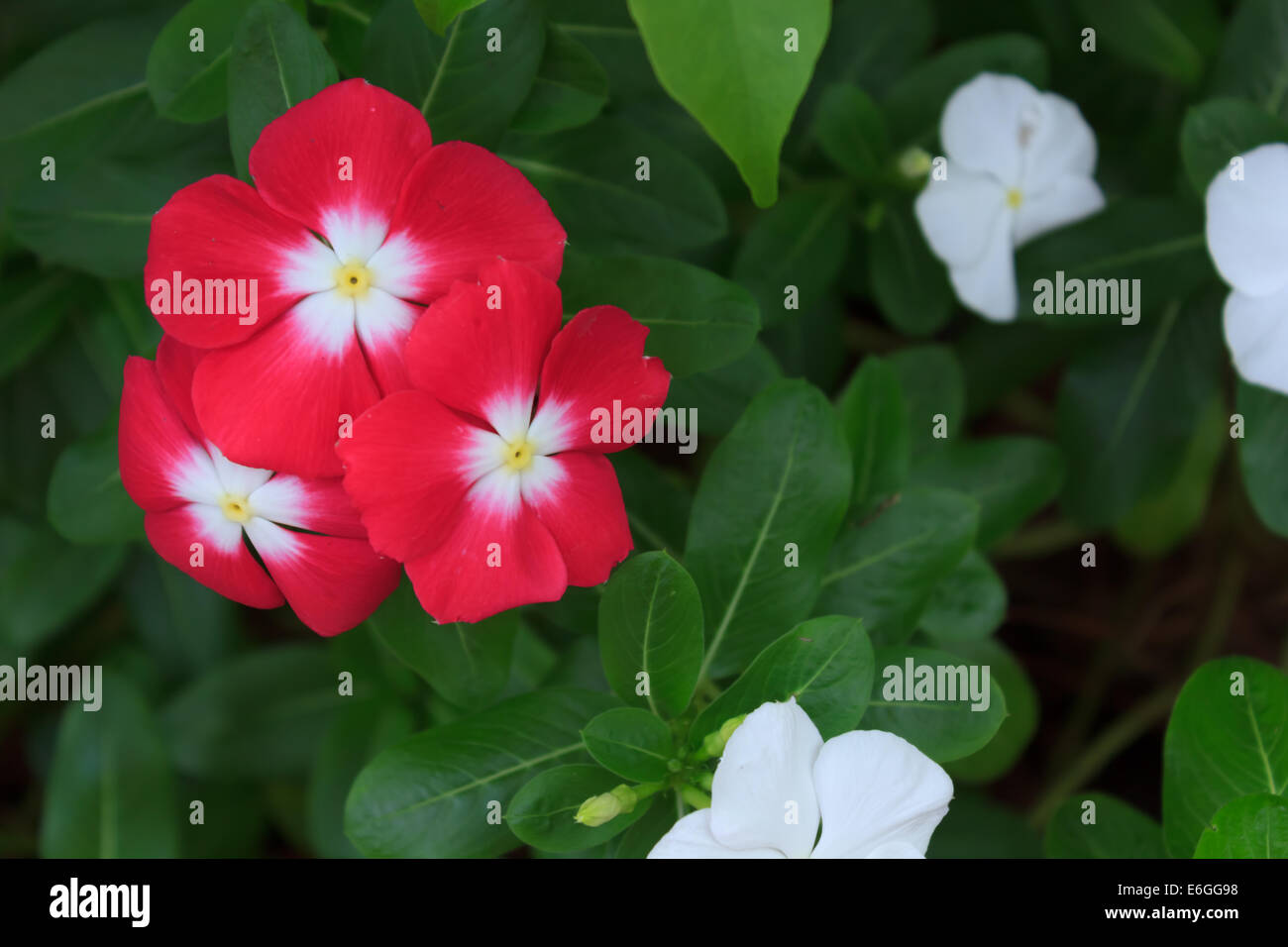 Pervinca del capo Foto Stock