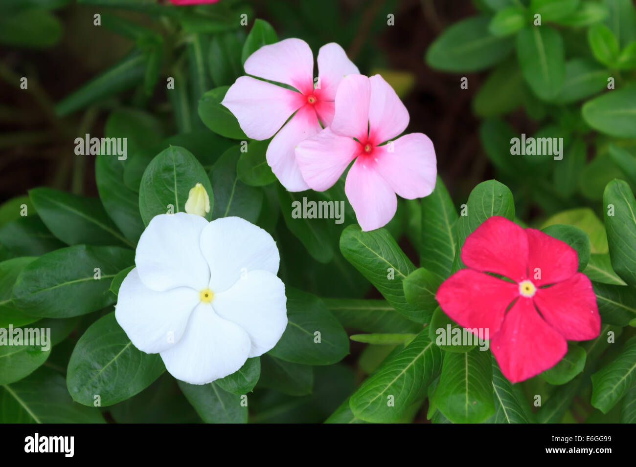 Pervinca del capo Foto Stock