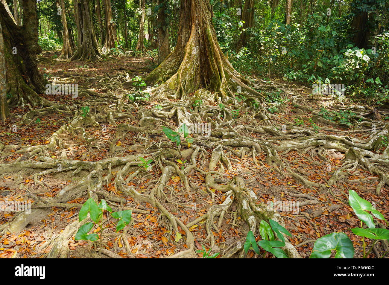 Terreno coperta da radici di alberi tropicali nella giungla della Costa Rica Foto Stock