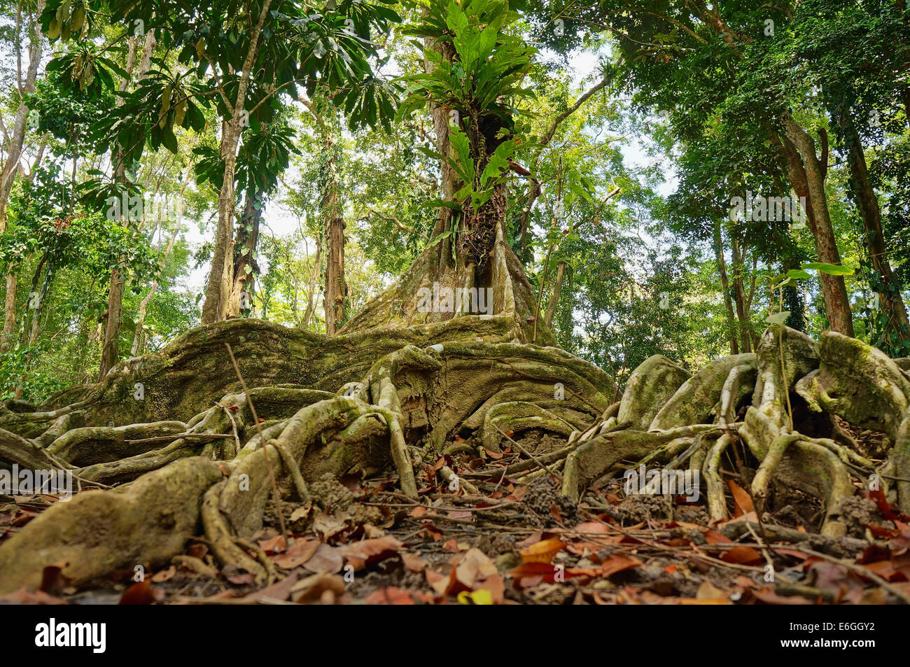 Albero tropicale e le radici nella giungla della Costa Rica Foto Stock