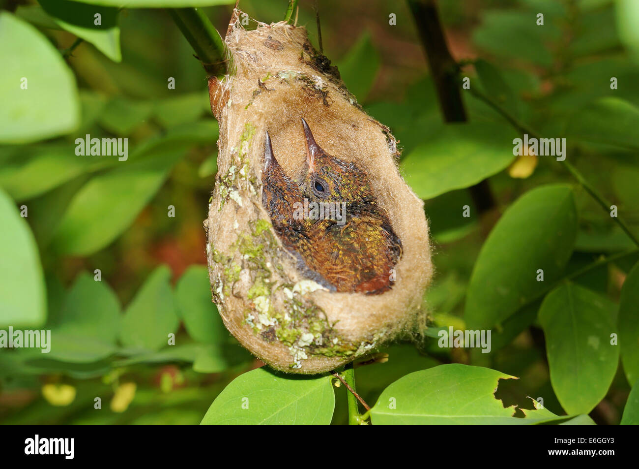 Due bimbi Rufous-tailed hummingbird nel nido, 2 settimane di età, Costa Rica, America Centrale Foto Stock