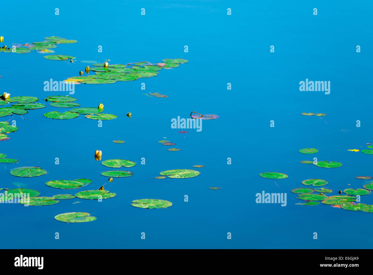 Superficie calma di un laghetto con ninfee Foto Stock