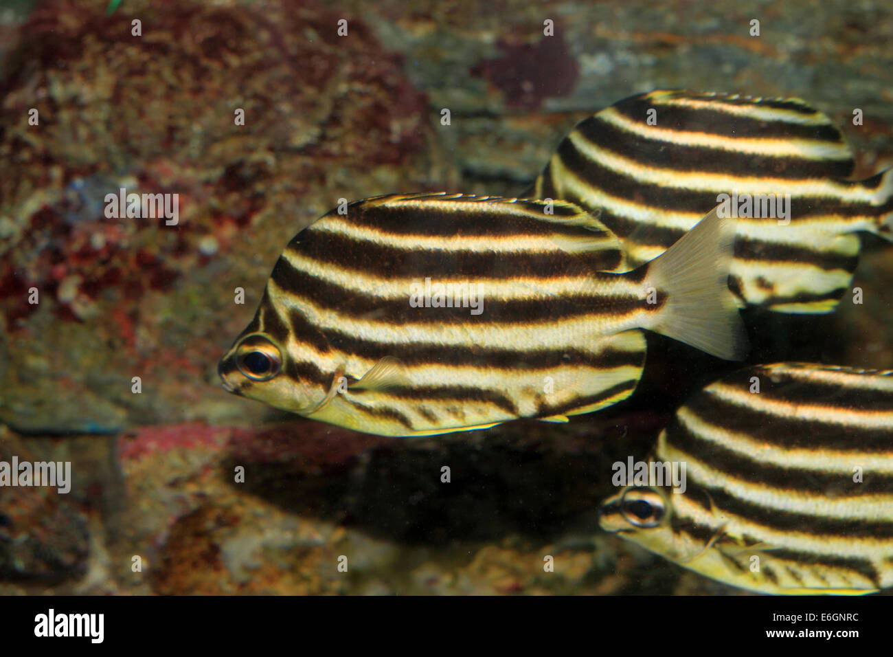 Stripey pesce (Microcanthus strigatus) in Giappone Foto Stock