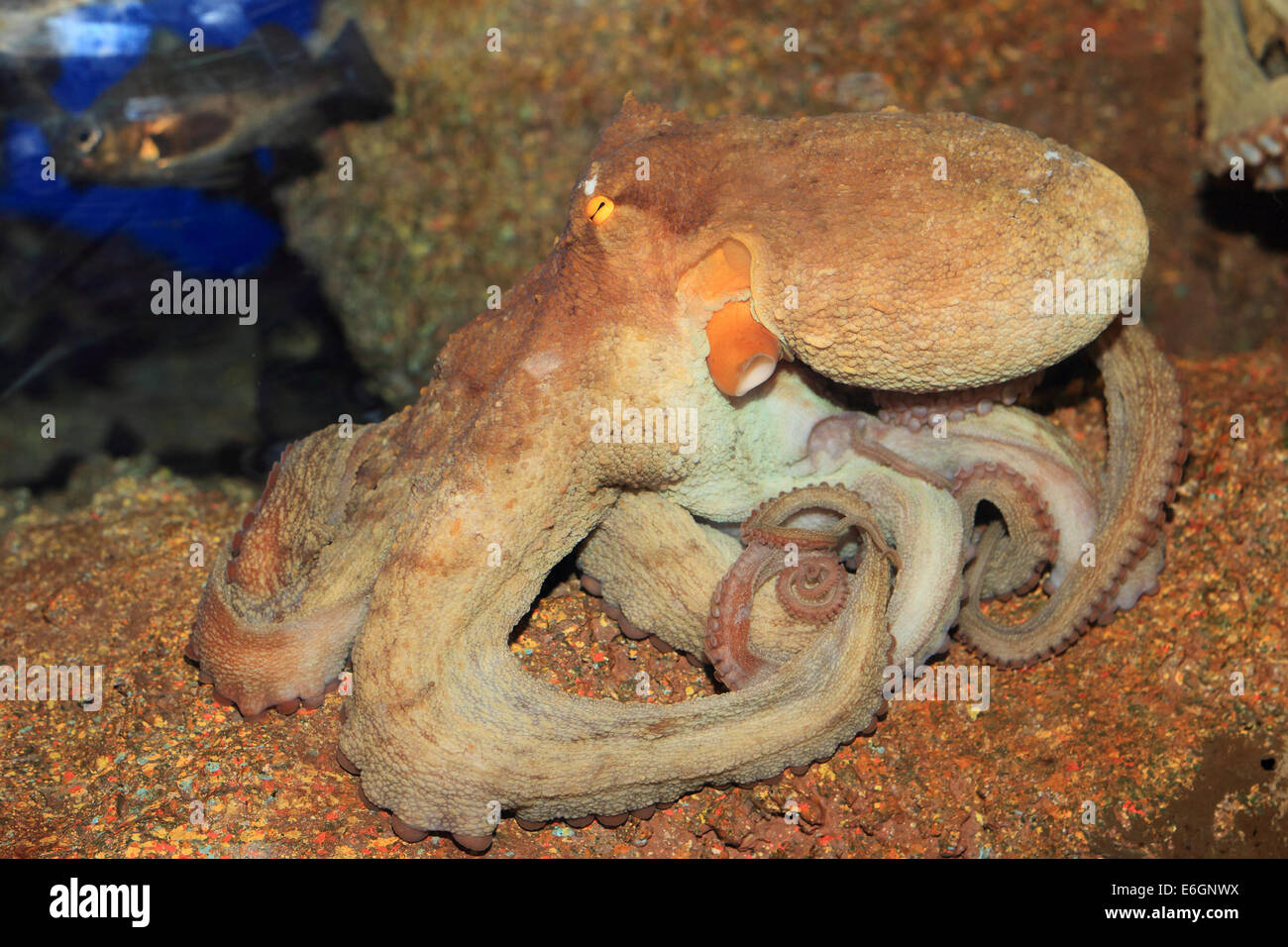 Polpo (Octopus vulgaris) in Giappone Foto Stock
