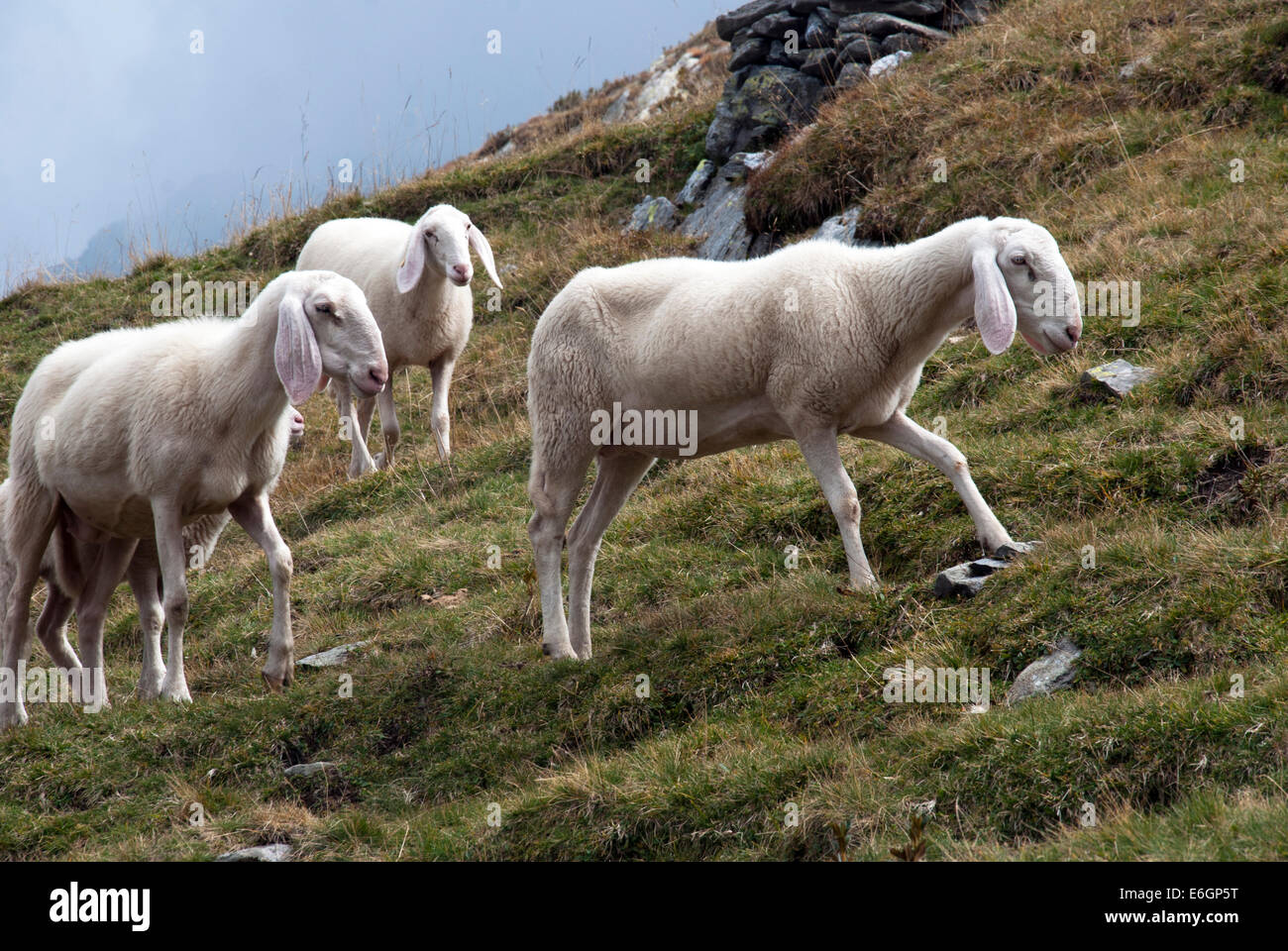 Alcune pecore nelle Alpi Foto Stock