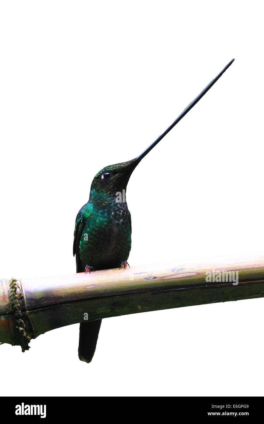 Hummingbird Sword-Billed (Ensifera ensifera) in Guango, Ecuador, Sud America Foto Stock