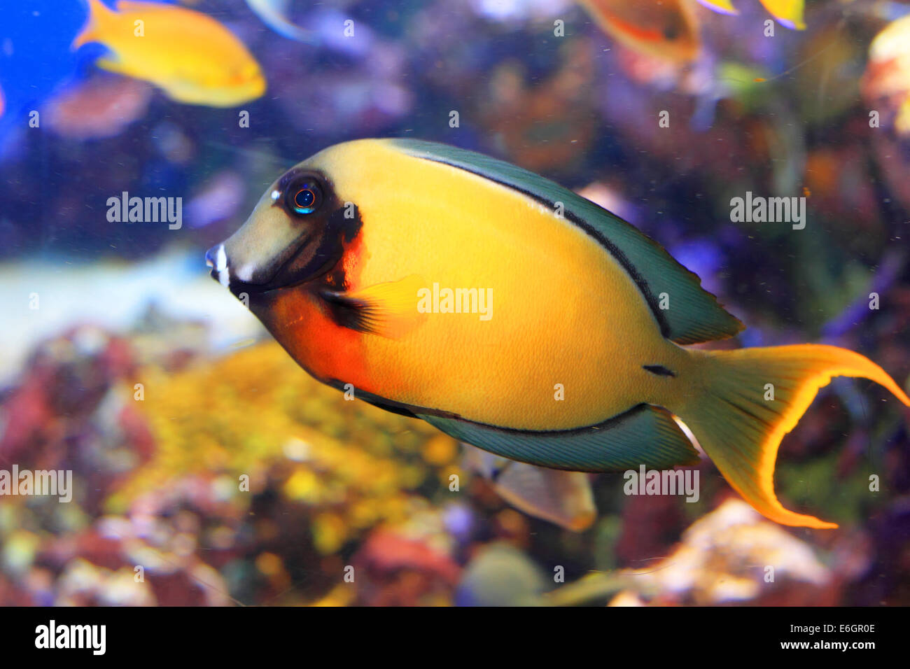 Imitare la buccia di limone Tang (Acanthurus pyroferus) in Giappone Foto Stock