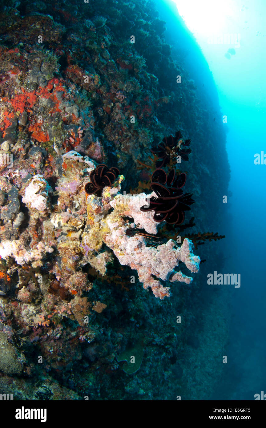 Parete Feydhoo immersioni subacquee Foto Stock