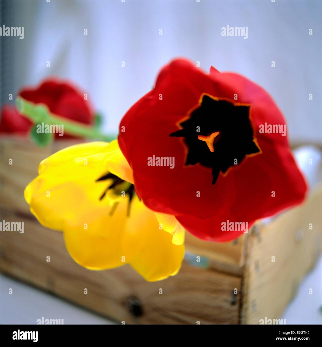 Tulipani rossi e gialli luminosi in una scatola di legno rustica che mostra colori vibranti e design artistico Foto Stock