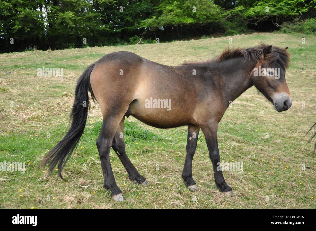 Vista laterale di un giovane Exmoor pony in un campo Foto Stock