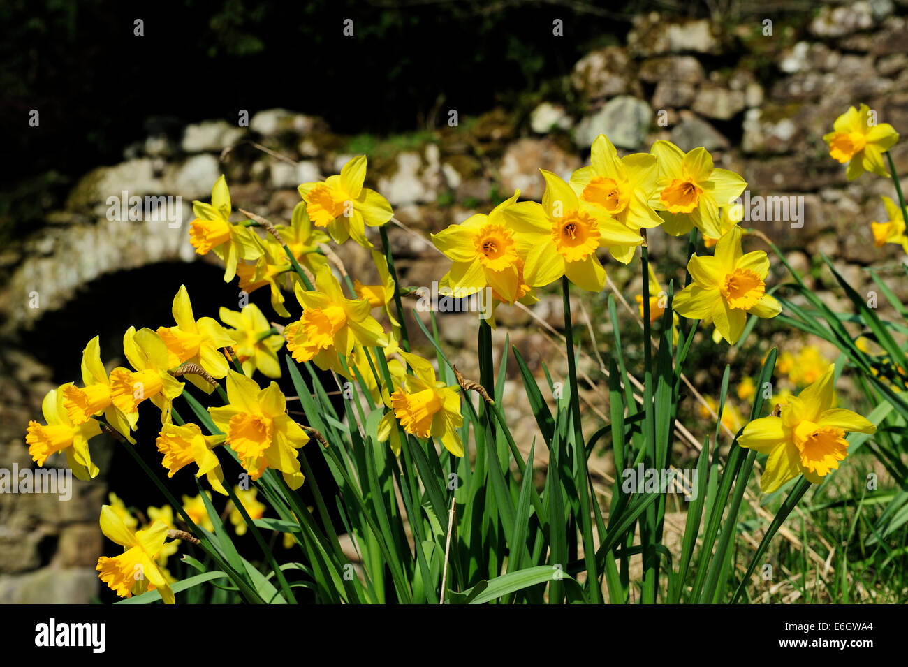 Giunchiglie in motivi di Chillingham Castle, Northumberland, Inghilterra Foto Stock