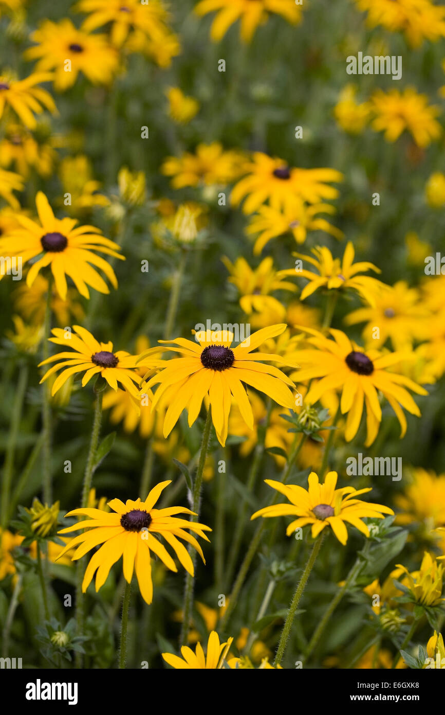 Rudbeckia fulgida var. Deamii in un confine erbacee. Foto Stock