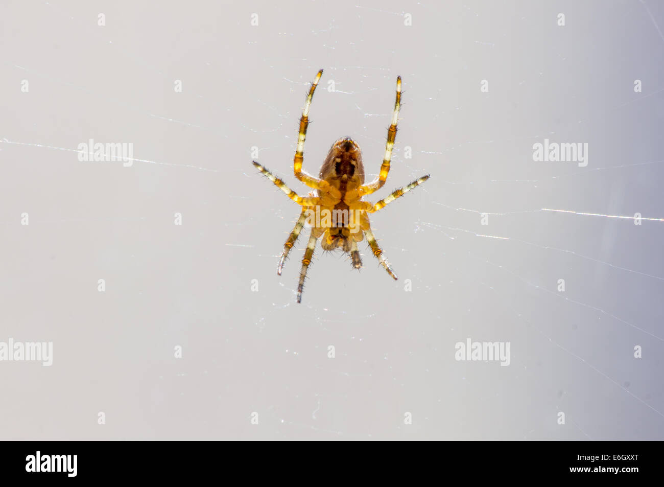 Araneus diadematus. Al di sotto di un comune UK spider in attesa nel suo web retro illuminato dal sole Foto Stock