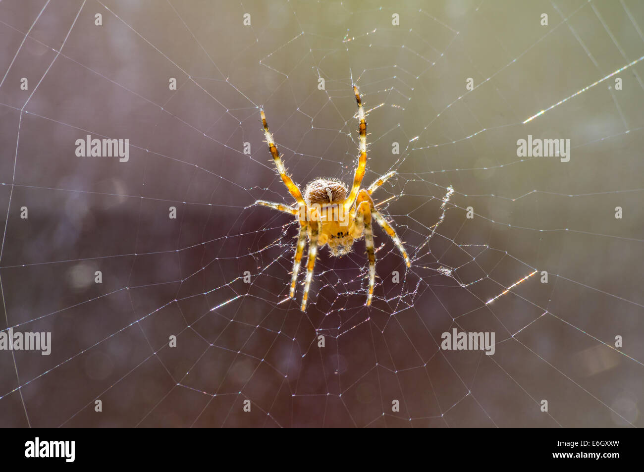 Araneus diadematus. Comune ragno del Regno Unito in attesa nel suo web retro illuminato dal sole Foto Stock