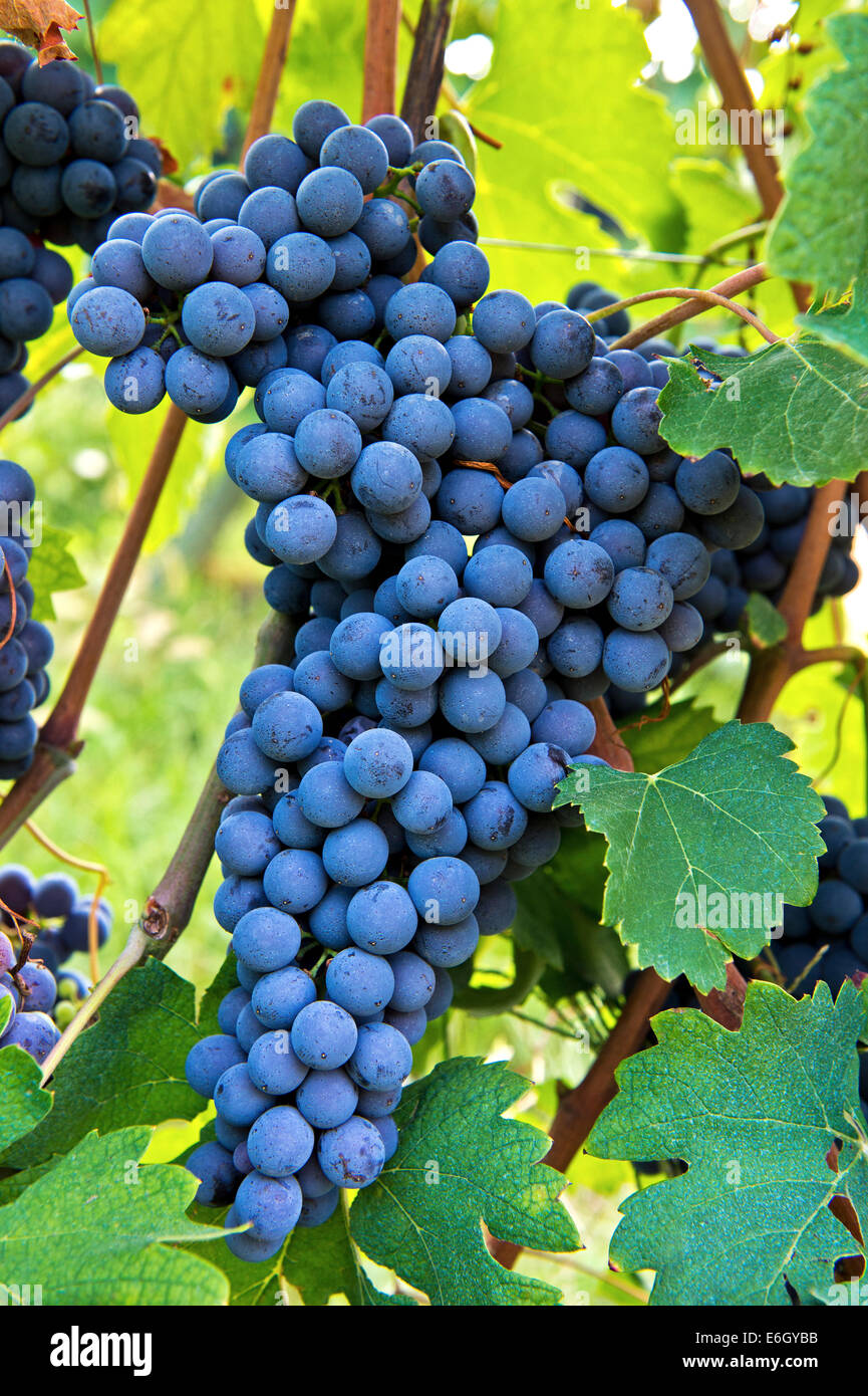Un grappolo di uva Nebbiolo, un rosso vino italiano vitigno, Barolo, Piemonte, Italia Foto Stock