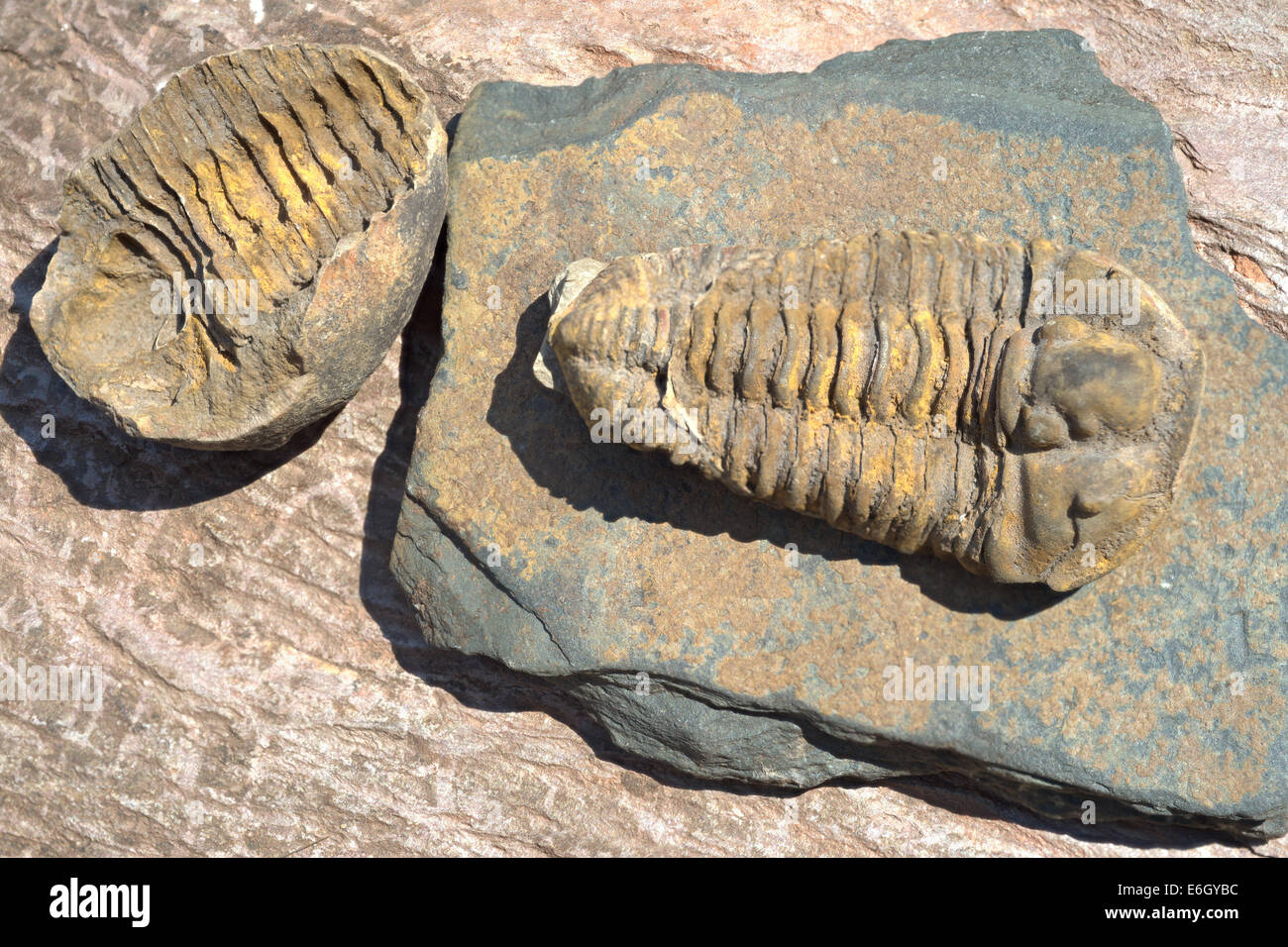 Trilobata, il significato di "tre lobi' appartiene al gruppo di fossili di estinti gli artropodi marini che formano la classe Trilobita. Foto Stock