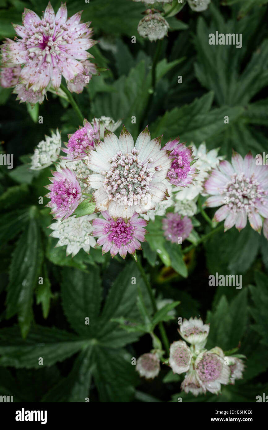 Astrantia (Apiaceae) Foto Stock