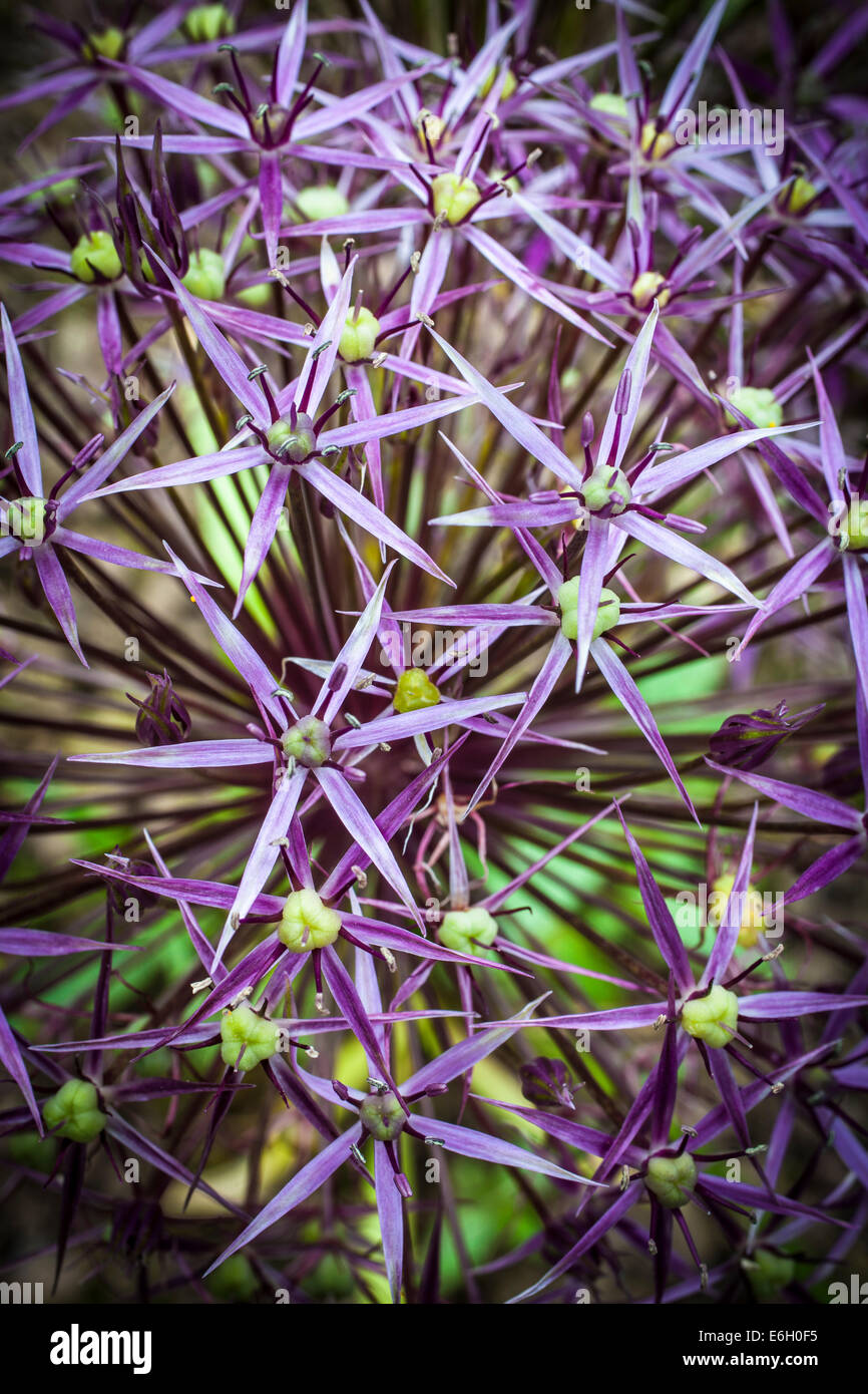 Allium hollandicum. Foto Stock