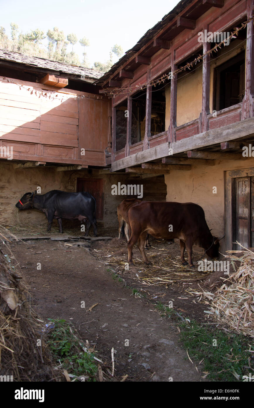 Un diario di fattoria con un bufalo indiano di acqua in corrispondenza di Kogi, un tradizionale villaggio Himachal con antiche case di legno in India Foto Stock