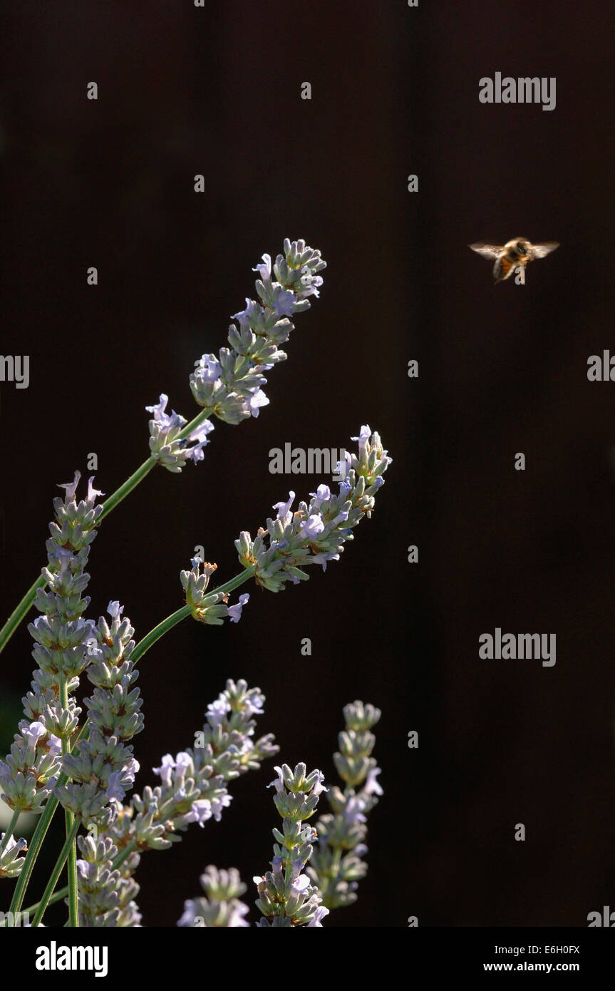 Bee volare lontano da fiori di lavanda. Foto Stock