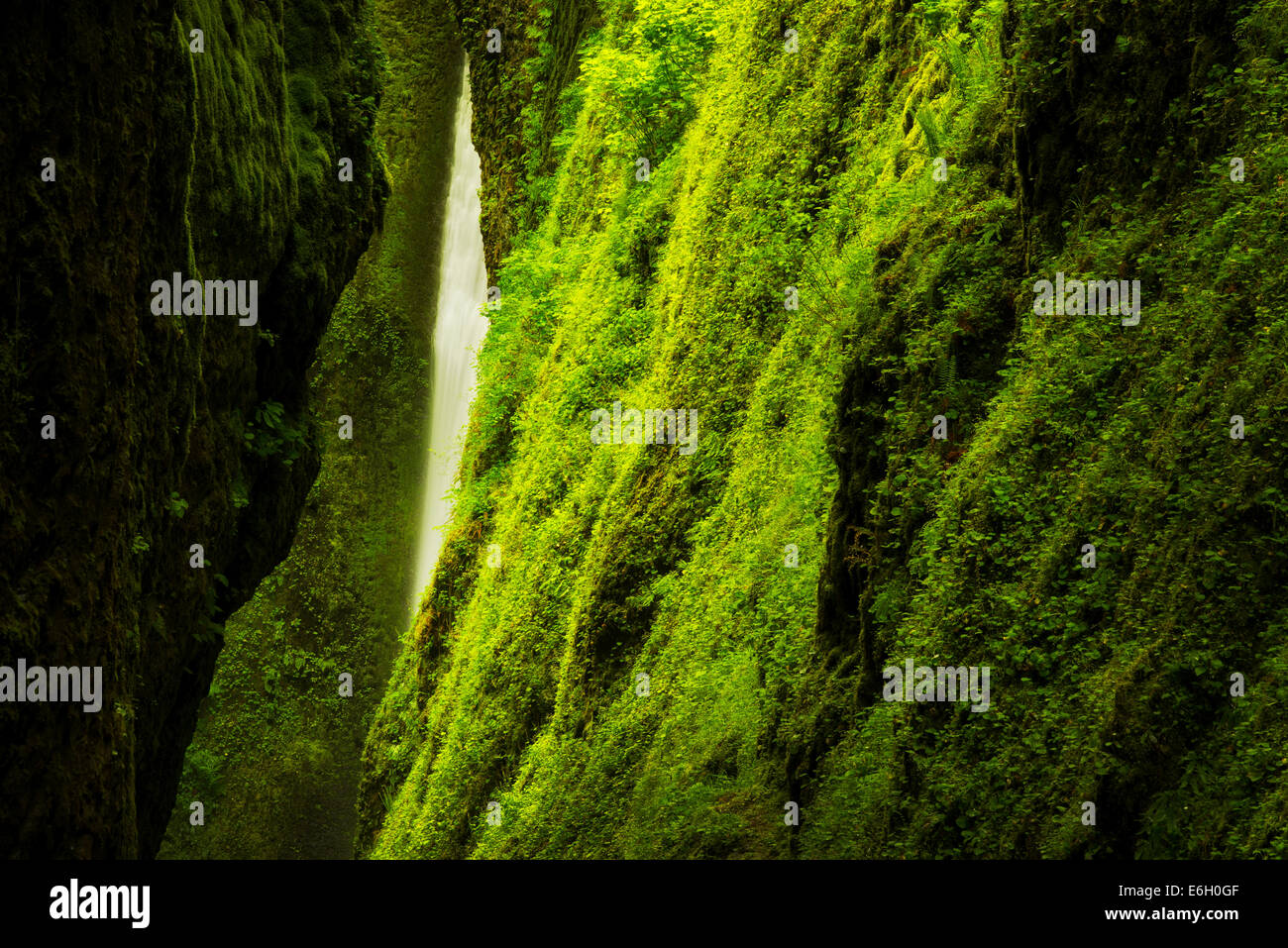 Oneonta Gorge e creek. Columbia River Gorge National Scenic Area, Oregon Foto Stock