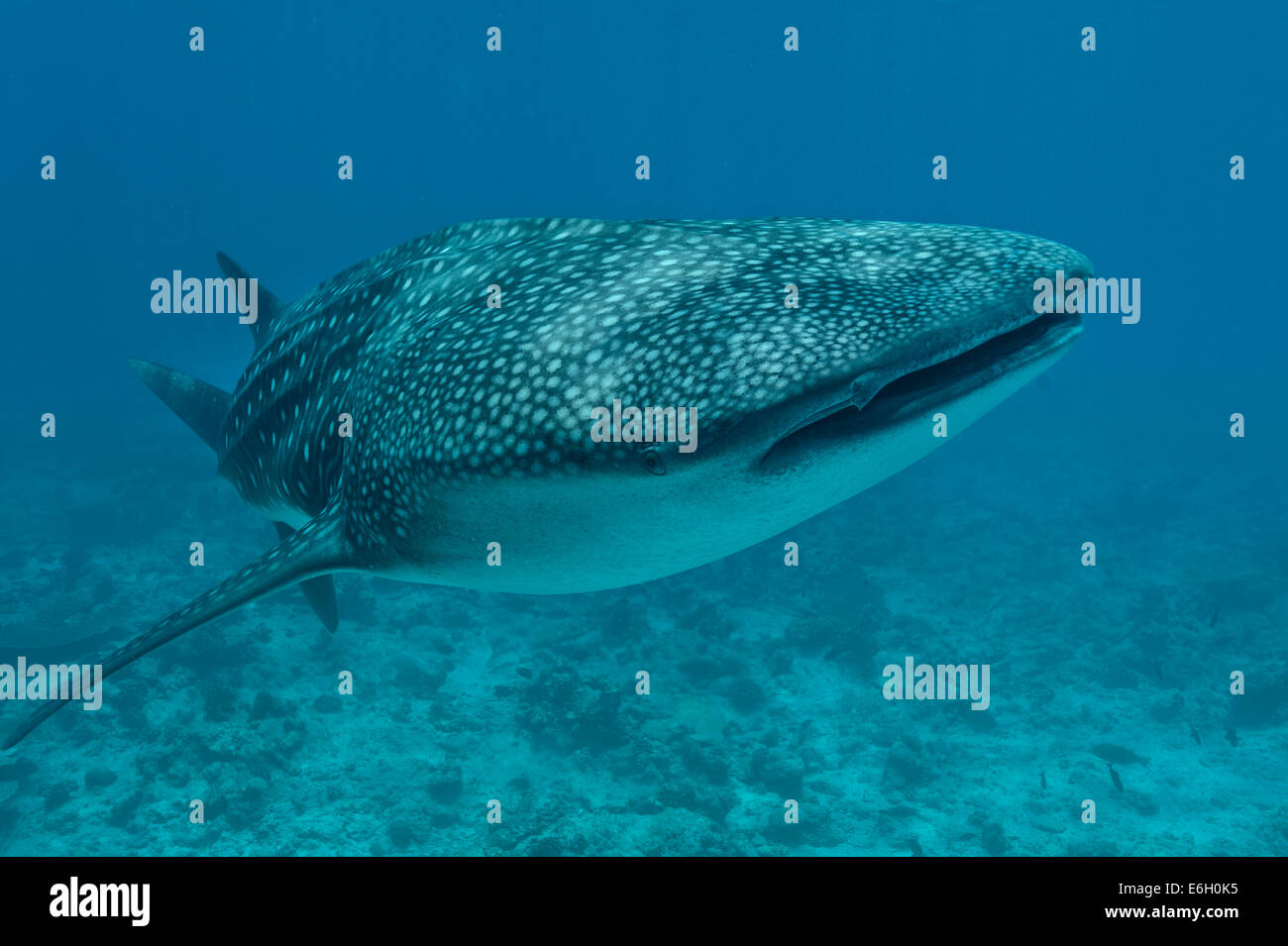 Squalo Balena nelle Maldive, Oceano Indiano Foto Stock