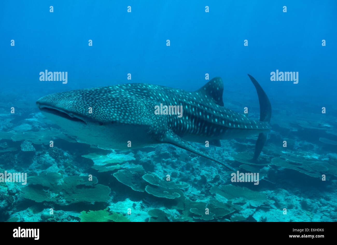 Squalo Balena nelle Maldive, Oceano Indiano Foto Stock